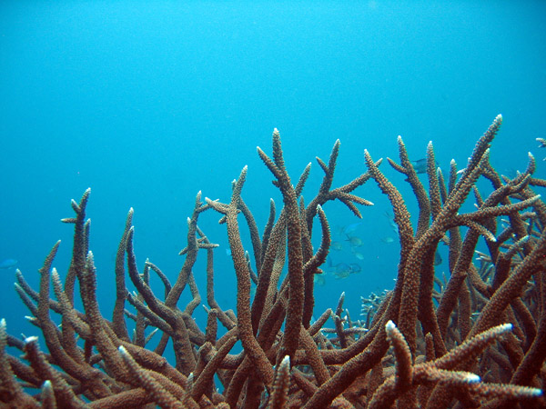 Coral - Acropora formosa