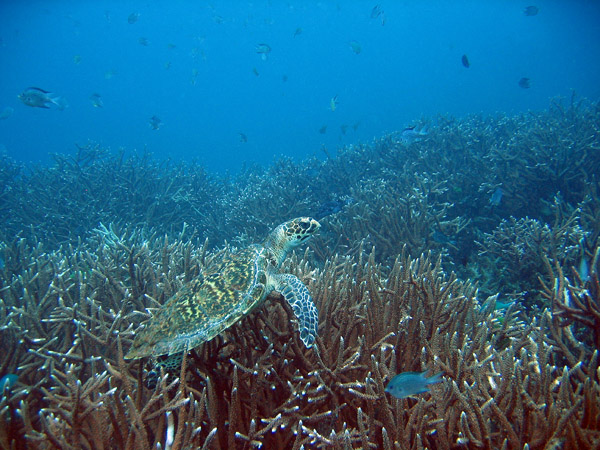 Hawksbill Turtle (Eretmochelys imbricata)