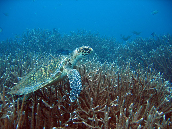 Hawksbill Turtle (Eretmochelys imbricata)