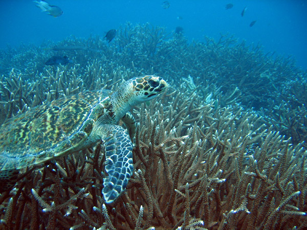 Hawksbill Turtle (Eretmochelys imbricata)