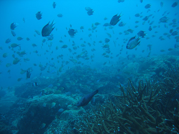Busy coral reef, Racha Island, Andaman Sea