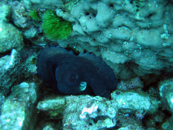 An octopus swirming for cover, Racha Island