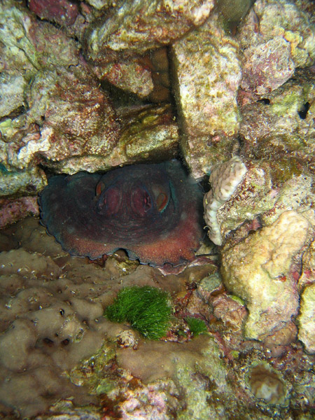 Octopus under a rock, Racha Island