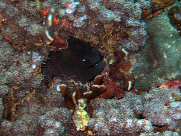 Moray Eel, Racha Island