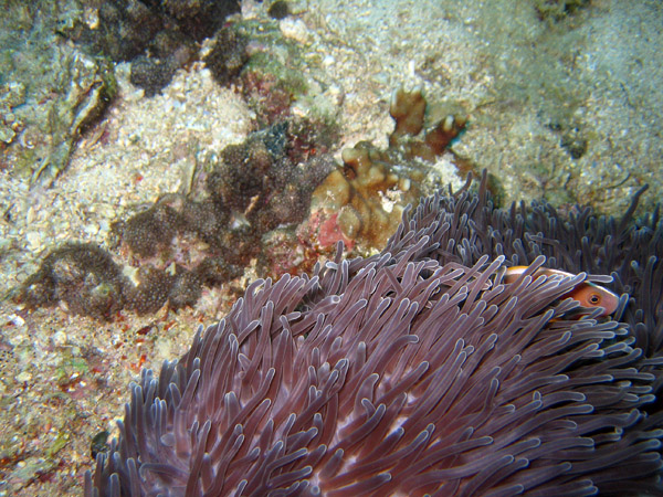 Sea Anemone with Skunk Anemonefish (Amphrprion akallopisos)