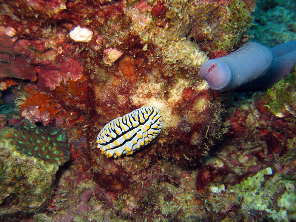 Nudibranch - Variegated Sea Slug (Phyllidia varicosa)