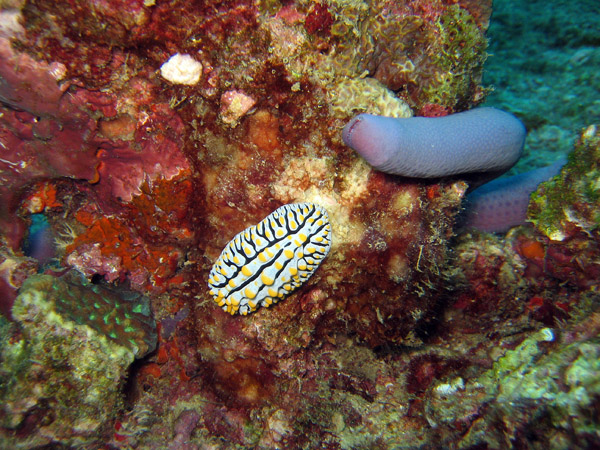 Andaman Sea, Thailand - Phyllidiidae (Phyllidia varicosa)