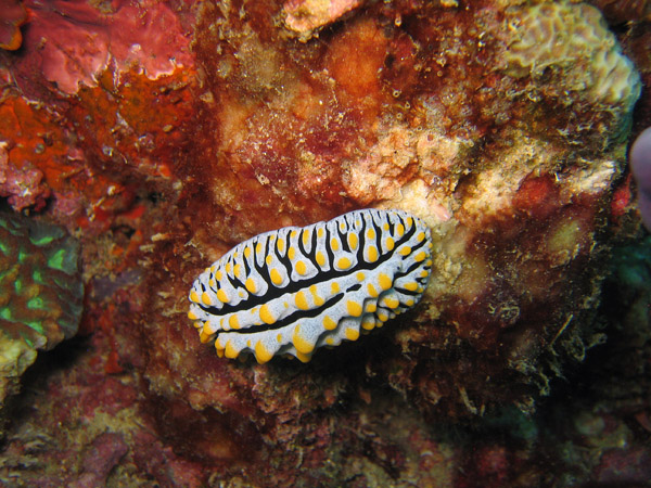 Nudibranch - Variegated Sea Slug (Phyllidia varicosa)