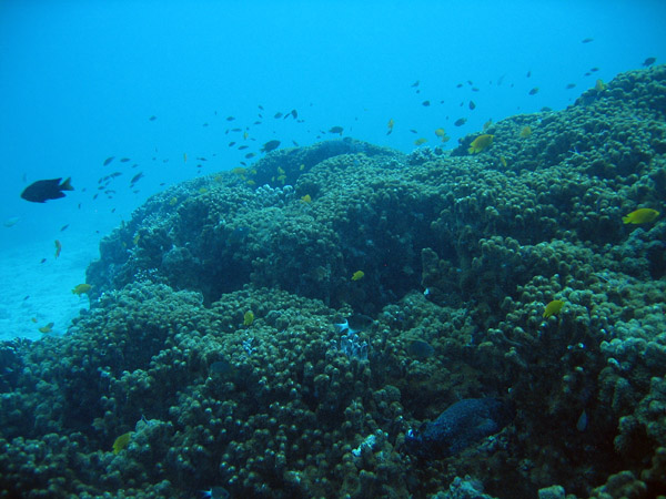 Coral Reef, Racha Island, Thailand