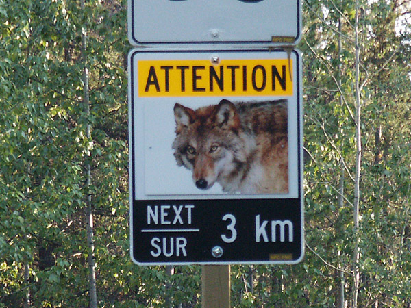 Attention - Wolves next 3 km, Alberta