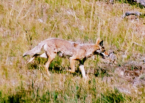 Coyote, Custer State Park, South Dakota