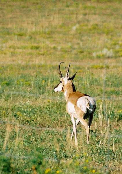 Pronghorn Antelope, Custer State Park, South Dakota