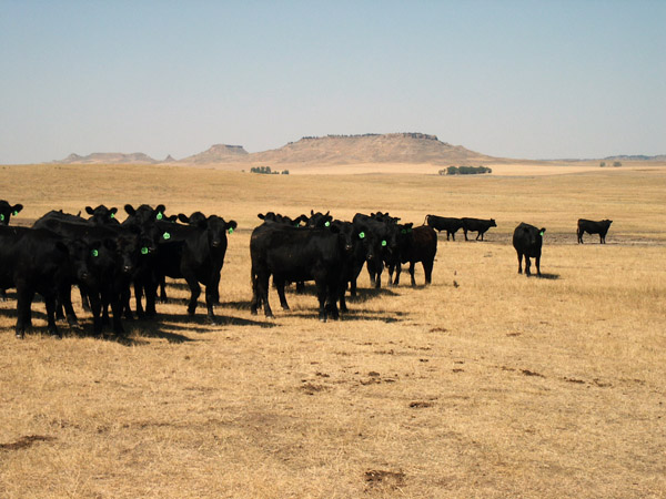 Cattle, Harding County, NW South Dakota