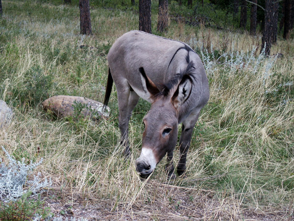 Wild donkey, Custer State Park, South Dakota