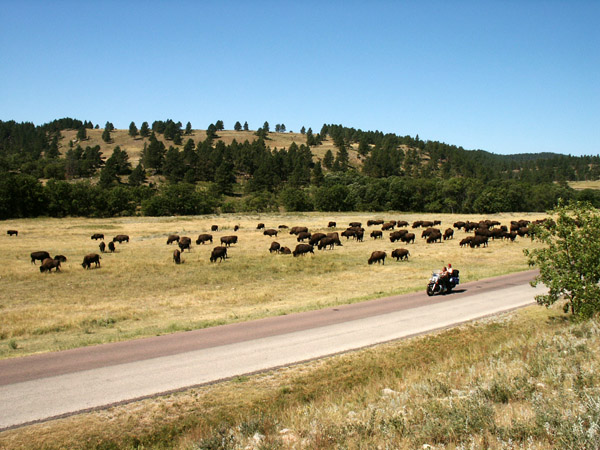 Bison herd, Custer State Park, South Dakota