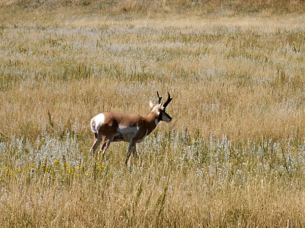 Pronghorn Antelope, Custer State Park, South Dakota
