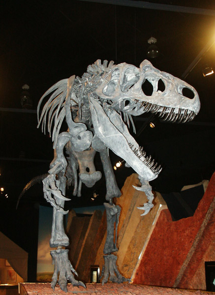 Allosaurus, Journey Museum