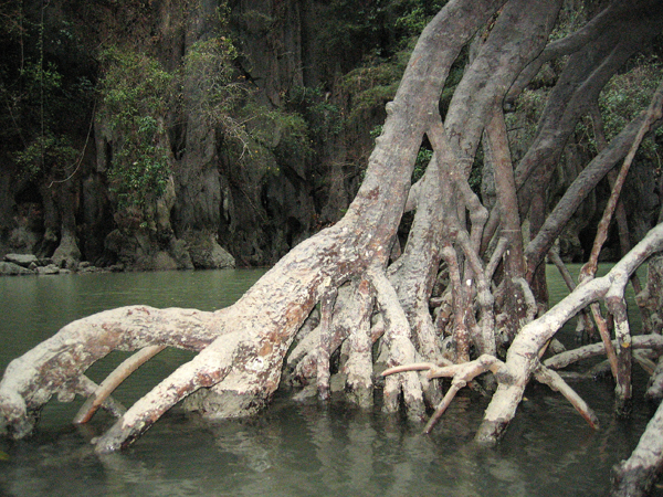 Mangrove tree in a hidden lagoon, Phang-Nga Bay
