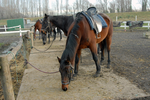 Waimak River Horse Trek