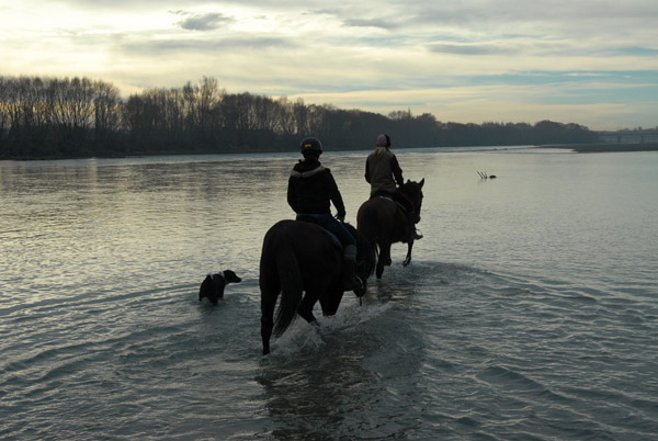 Waimak River Horse Trek