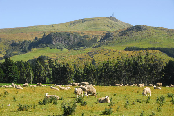 My first sheep photo!