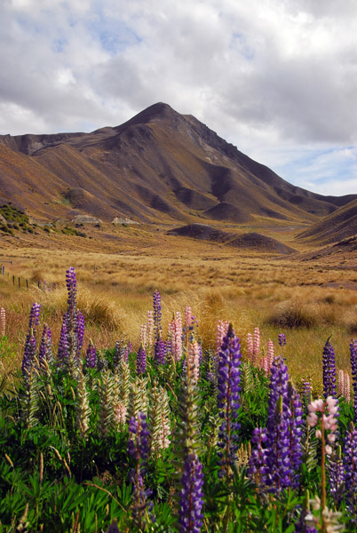 Lindis Pass Scenic Reserve