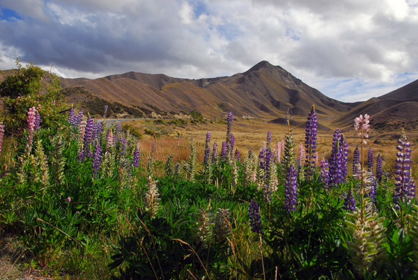 Wildflowers, Lindis Pass Scenic Reserve