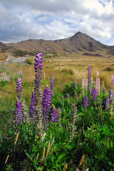 Lindis Pass Scenic Reserve