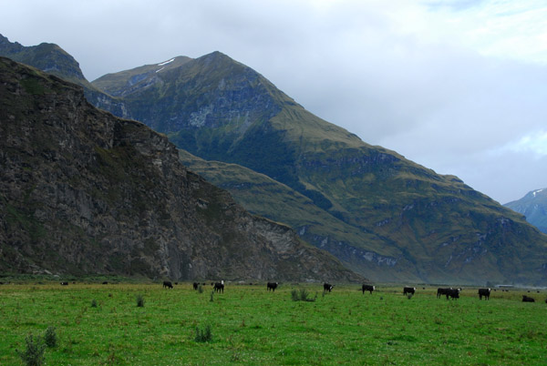 Cattle grazing along the road to Mount Aspiring National Park