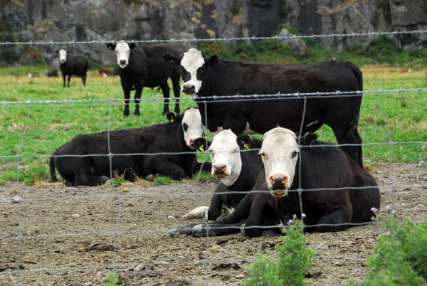 Cattle, Matukiuki Valley near Wanaka