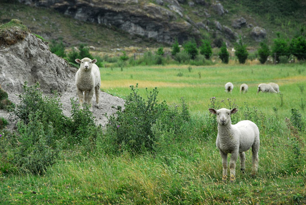 Sheep, Matukiuki Valley near Wanaka