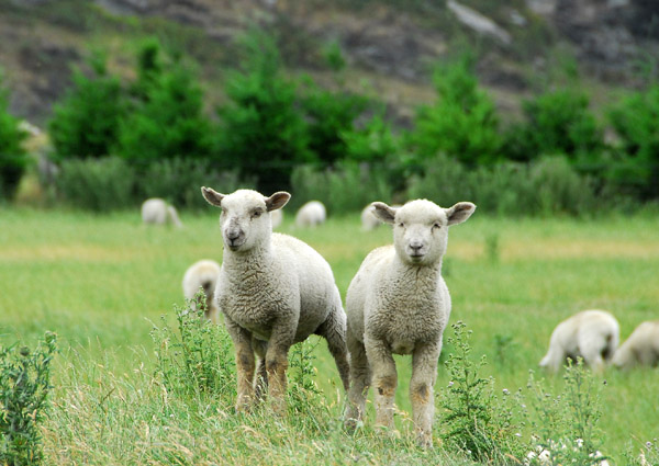 A pair of posing sheep, near Wanaka