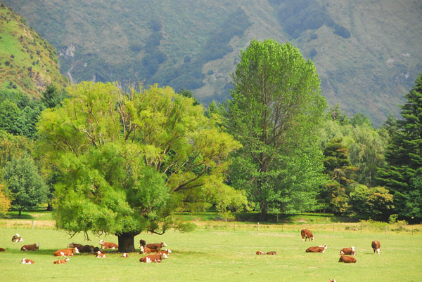 Cattle, Matukiuki Valley near Wanaka
