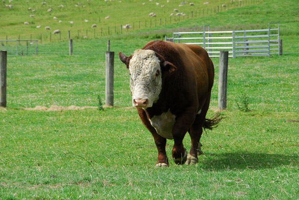 Big bull, Matukiuki Valley