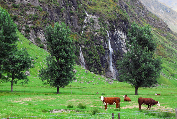 Cattle grazing in the Matukiuki Valley