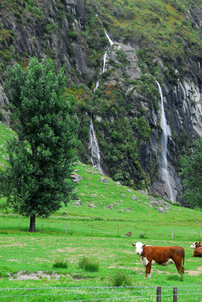 Cow and waterfall