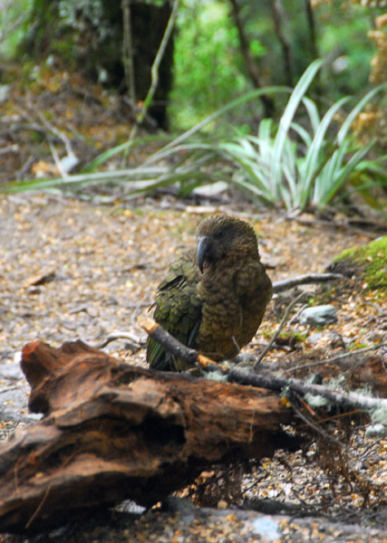 Kea (Nestor notabilis) - mountain parrot