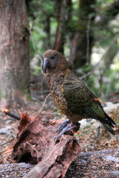 Kea (Nestor notabilis) - mountain parrot