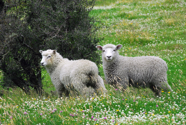 Sheep inside Mount Aspiring National Park