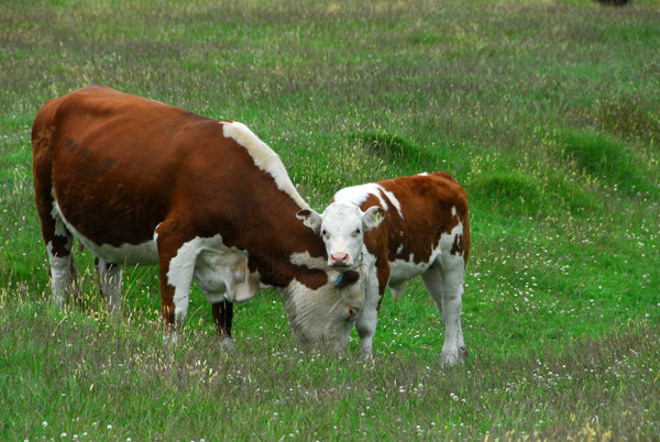 Cow with calf, Mount Aspiring National Park