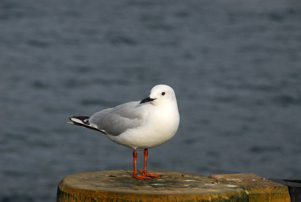 Seagull, Lake Wakatipu, Queensland