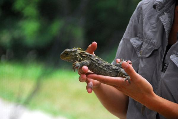 Tuatara, Kiwi & Birdlife Park