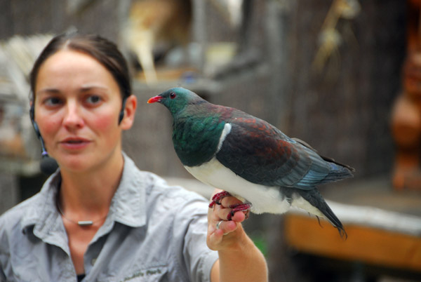 Kereru - New Zealand Wood Pigeon (Hemiphaga novaseelandiae)