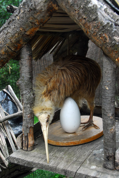 Kiwi eggs are huge