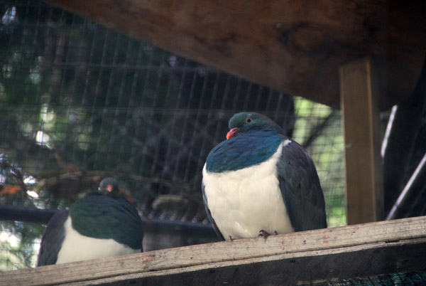 Kereru - New Zealand Wood Pigeon (Hemiphaga novaseelandiae)