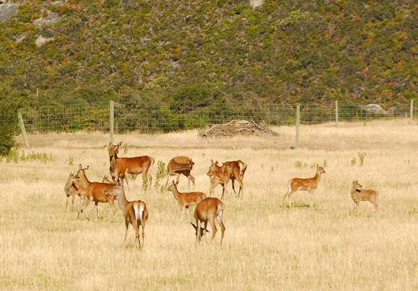 Deer farm at the base of the Remarkables