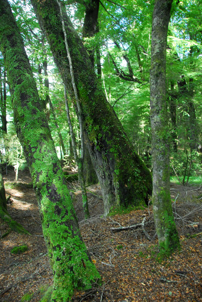 Paradise Nature Walk, Dart River Safari