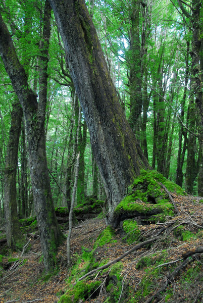 Paradise Nature Walk, Dart River Safari