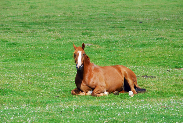 Horse resting in a green field