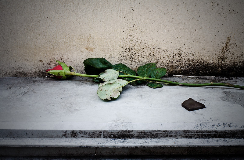 chocolate and rose